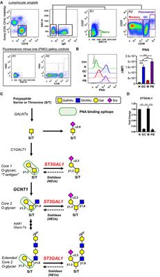 Human B Cell Differentiation Is Characterized by Progressive Remodeling of O-Linked Glycans